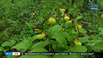 Лесные орхидеи в рубрике «Руки садовода»