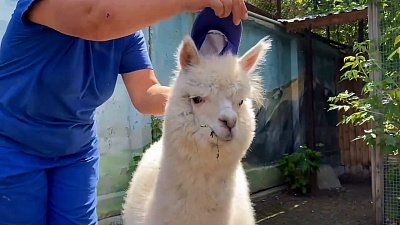 Альпака Дуся из зоопарка разминает копытца вместе с «мамой Галей»