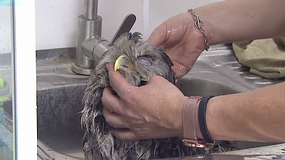 Врачи ветклиники из Миасса спасли сову Гаврошу