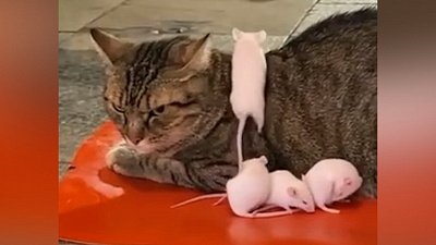 Мех и смех: мышиная вечеринка, незаконная рыбалка и пушистый пианист