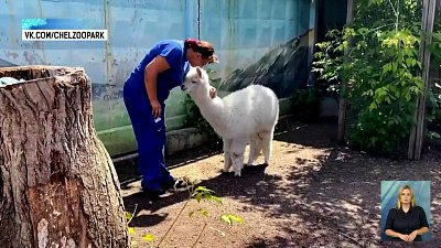 Альпака Дуся начинает день с разминки