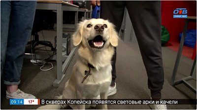 С собакой на работу! — Прямое включение