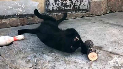 Студенты-зоологи обогатили среду обитания животных в челябинском зоопарке Студенты-зоологи обогатили среду обитания животных в челябинском зоопарке