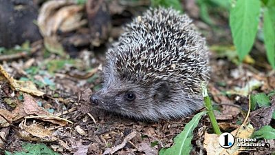 В Озерске двух человек покусал еж с бешенством