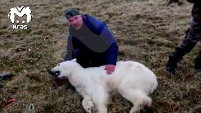 Зоологи спасли белого медведя, у которого в пасти застряла металлическая банка