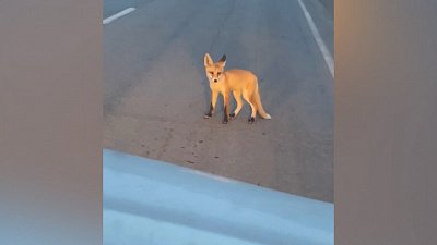 Лиса, не боясь людей и машин, выбежала на дорогу под Копейском