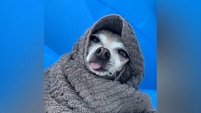 Мех и смех: уроки бокса, повелитель пылесоса и водные процедуры