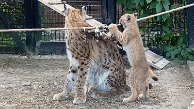Одна игрушка заманила все семейство рысей в челябинском зоопарке