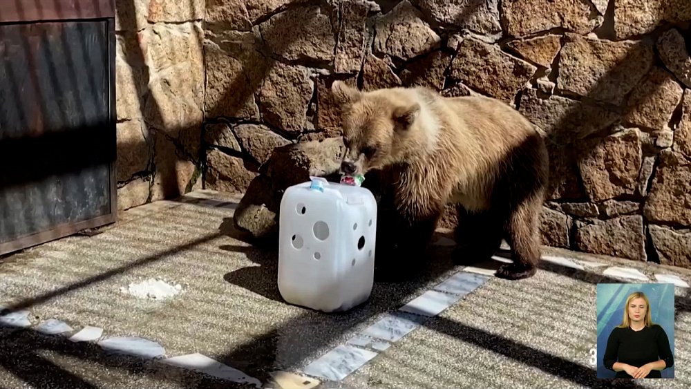 Медведи в зоопарке добывают лакомства