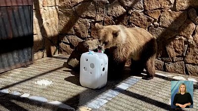 Медведи в зоопарке добывают лакомства