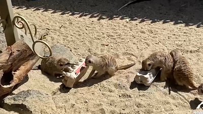 Сурикаты из челябинского зоопарка ведут борьбу за грохотки для яиц