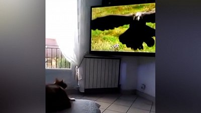 Мех и смех: онлайн-охотник, пушистый кувырок и тяжелая стойка