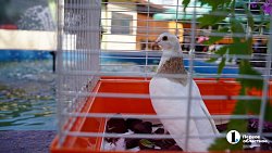 Зачем армяне дарят друг другу розы и обливаются водой?