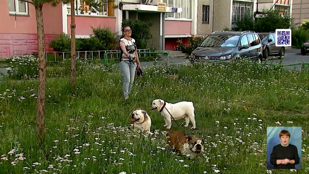 Какими болезнями страдают бульдоги и мопсы?