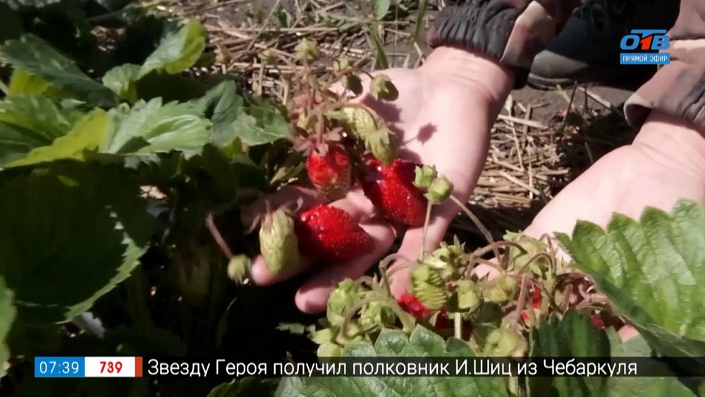 Яркие сорта земляники в рубрике «Руки садовода»