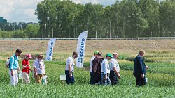 «Питательный коктейль» поможет растениям пережить засуху