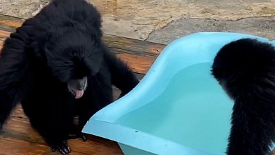 Гиббоны из челябинского зоопарка устроили «уборку» своего жилища