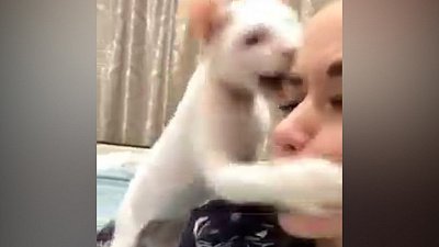 Мех и смех: кошачья пощечина, ловкий попрыгун и разучивание танца