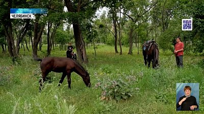 Челябинцу лошади помогают снять стресс