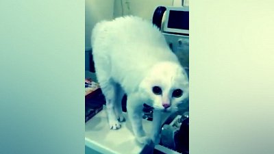 Мех и смех: собака-зажигалочка, инопланетное вторжение и идеальная качель