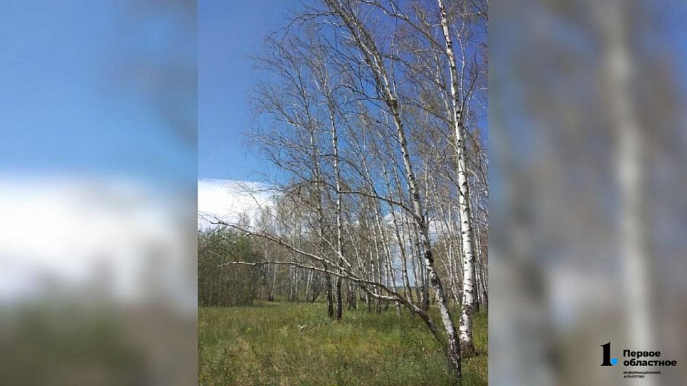 В Челябинской области непарный шелкопряд оставил деревья без листвы