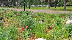 Мэрия ответила на недовольство жителей клумбами в центре Челябинска