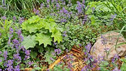 Мэрия ответила на недовольство жителей клумбами в центре Челябинска