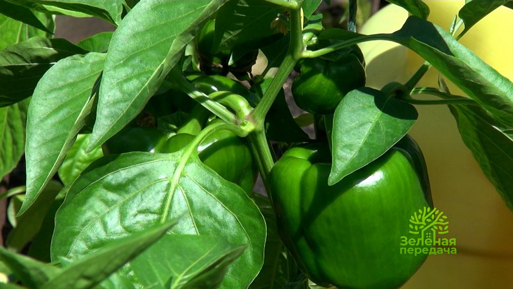 Зеленая передача 28.07.2022