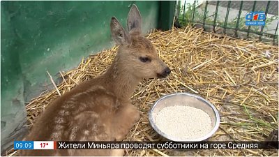 Новый обитатель в приюте «Спаси меня» — Прямое включение