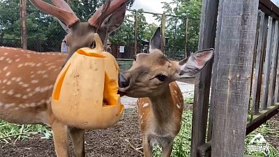 Тыквенный десерт преподнесли для пятнистых оленей из челябинского зоопарка