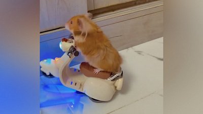 Мех и смех: свинка-дрифтер, скоростная юла и пушистый клей