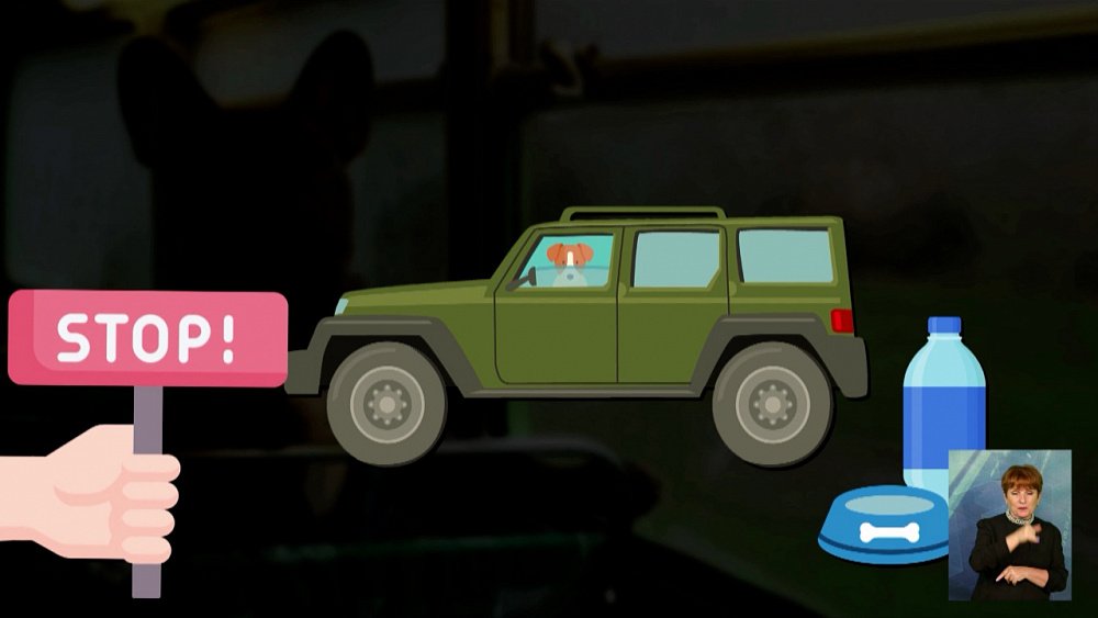 Как готовить животных к путешествию?