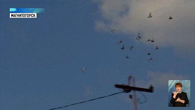 Магнитогорский голубь пролетел 1240 км