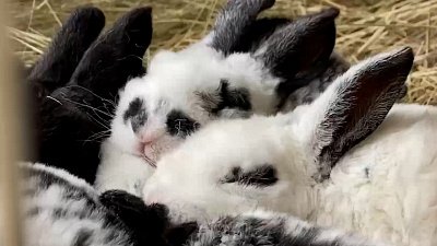 Мирно сопящие кролики в челябинском зоопарке попали на видео
