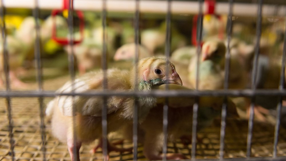 В агрохолдинге «Равис» опровергли сделку по продаже птицефабрики «Среднеуральская»