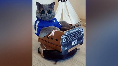 Мех и смех: серьёзные покатушки, кулер по-кошачьи и массаж пылесосом