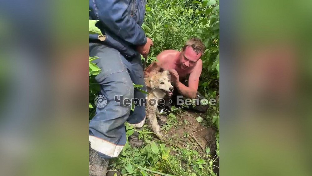 В СНТ Магнитогорска собаку вытащили из глубокой ямы с глиной
