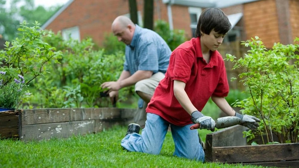 Чем заняться в саду в августе
