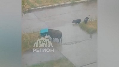 В поселке Локомотивный жители жалуются на разгуливающее стадо свиней