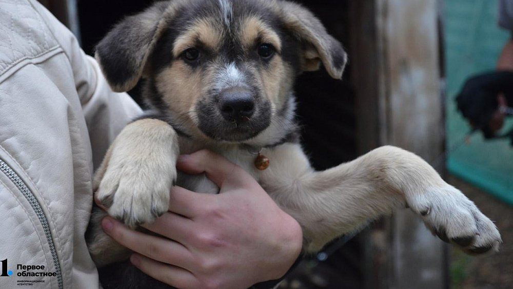 В Магнитогорске из квартиры выселили хозяйку 20 собак и 16 кошек