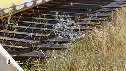 Аграрии Чесменского района показали Алексею Текслеру не боящуюся засухи культуру