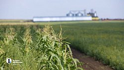 Аграрии Чесменского района показали Алексею Текслеру не боящуюся засухи культуру