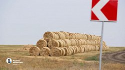 Аграрии Чесменского района показали Алексею Текслеру не боящуюся засухи культуру