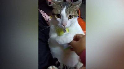 Мех и смех: любитель сладкого, жидкий кот и попугай-танцор