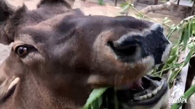 Видео с перекусывающим оленем из Челябинского зоопарка