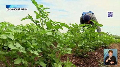 В регионе готовы заменить европейские сорта