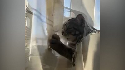 Мех и смех: диета, спортивный кот и дизайнерское решение