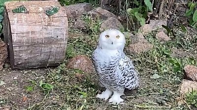 Видео с беспокойной совой из Челябинского зоопарка