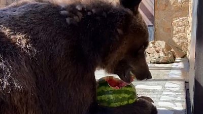 В Челябинском зоопарке питомцев угостили арбузом