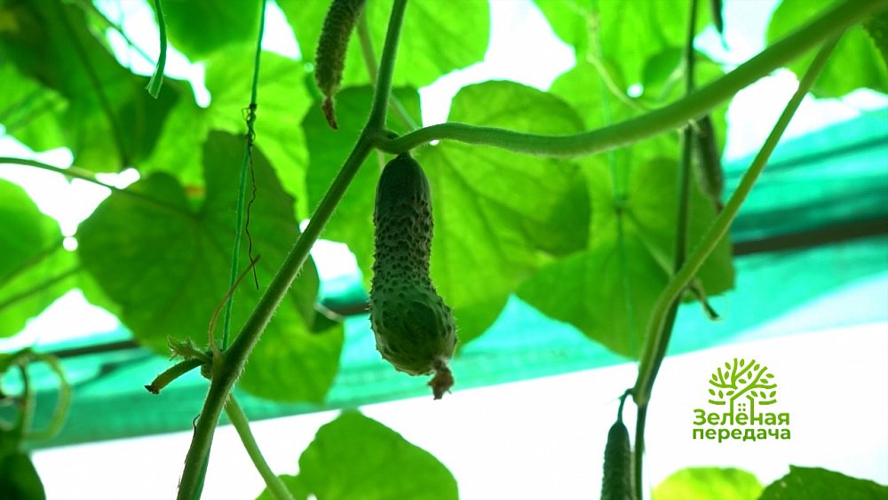 Зеленая передача 04.08.2022